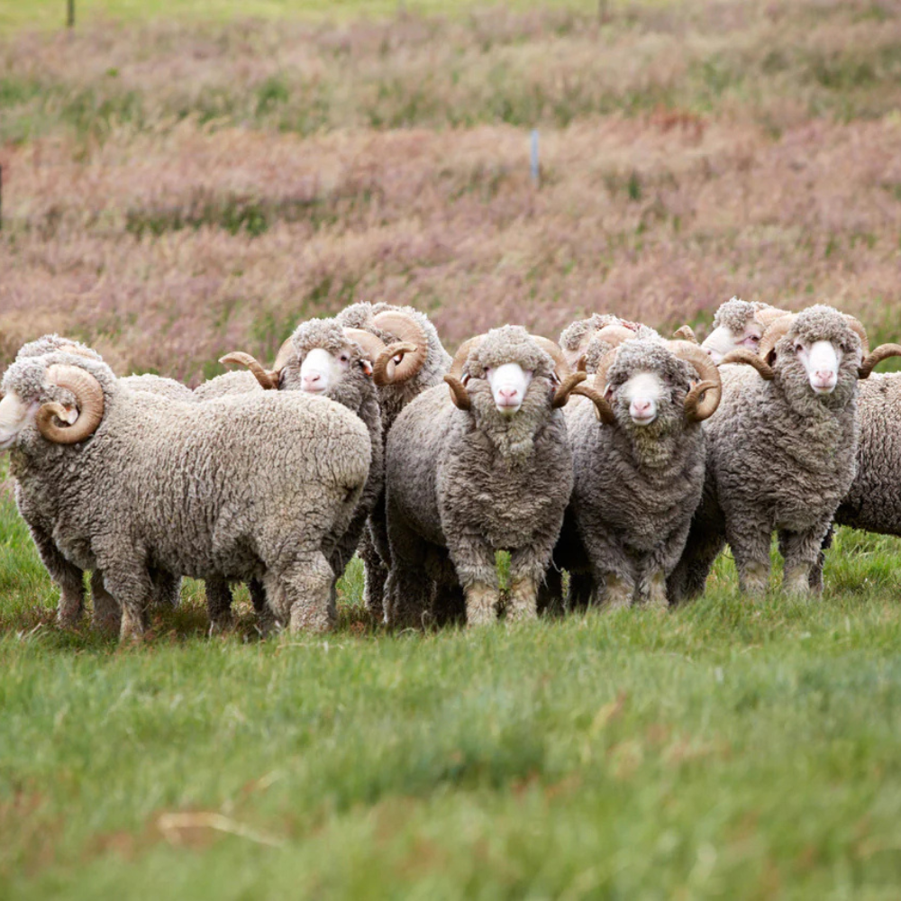Merino Wool -Donnas